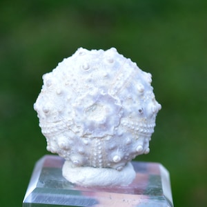 Fossile - Echinoide Goniopygus emmae sp.nov - 38 grammi - Formazione Taghit, Mérija (Missour) Moulouya, Marocco