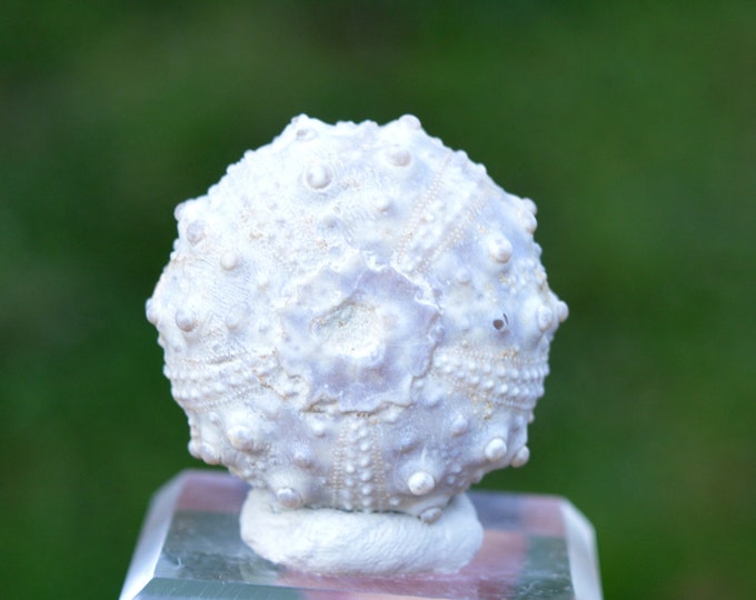 Fossil - Echinoid Goniopygus emmae sp.nov - 38 grams - Taghit Formation, Mérija (Missour) Moulouya, Morocco