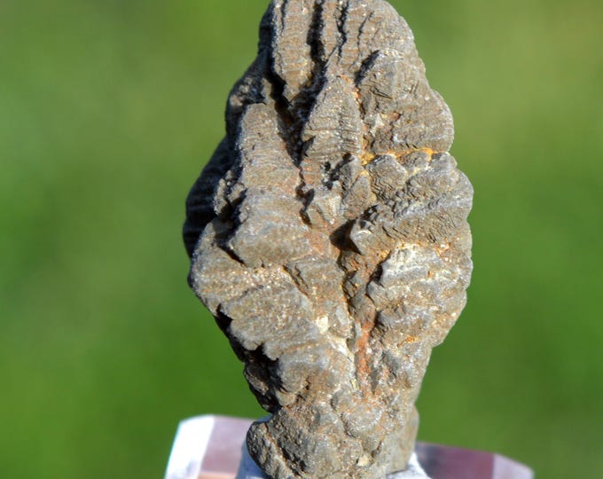 Marcasite and/or Pyrite 31 grams - Cap Blanc-Nez, Escalles, Calais, Pas-de-Calais, Hauts-de-France, France