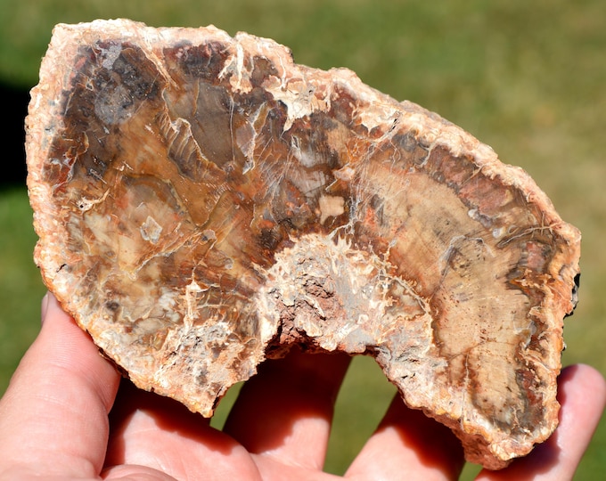 Araucaria fossil wood 1015 grams - Mahajanga Province, Madagascar