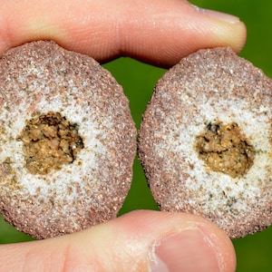 May include: Two halves of a round, brown, and white geode with a small, brown, and white crystal cluster inside.