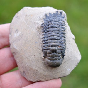 Trilobite - Crotalocephalina (Crotalocephalus) gibbus - Devoniano inferiore - Oufaten, vicino a Alnif, Marocco