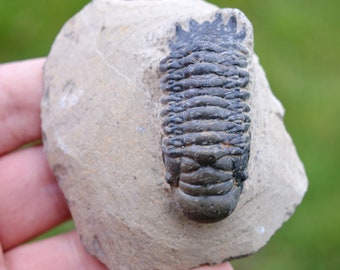 Trilobite - Crotalocephalina (Crotalocephalus) gibbus - Lower Devonian - Oufaten, near Alnif, Morocco