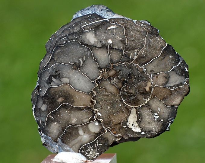 Ammonite 31 grams - Beauvoisin septaria occurrence, Beauvoisin, Nyons, Drôme, Auvergne-Rhône-Alpes, France