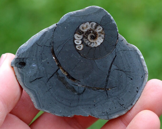 Septaria & Ammonite 111 grams - Beauvoisin septaria occurrence, Beauvoisin, Nyons, Drôme, Auvergne-Rhône-Alpes, France
