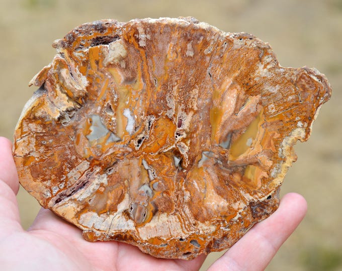 Fossilized wood slice, 226 grams - Northern Province, New Caledonia, France
