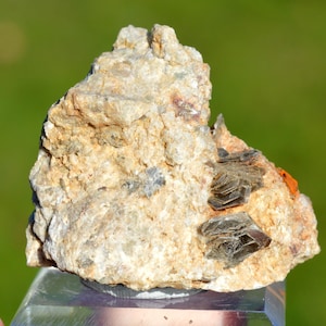 May include: A close-up of a rock with a cluster of dark, shiny, mica-like crystals embedded in it. The rock is a light brown color and has a rough texture.