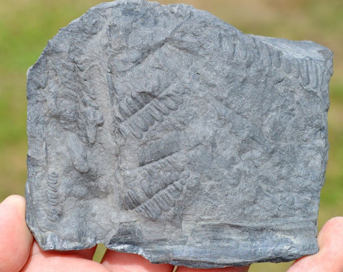 Fossil - Pecopteris Sp - Carboniferous, Stephanien - Lorraine coal basin, France