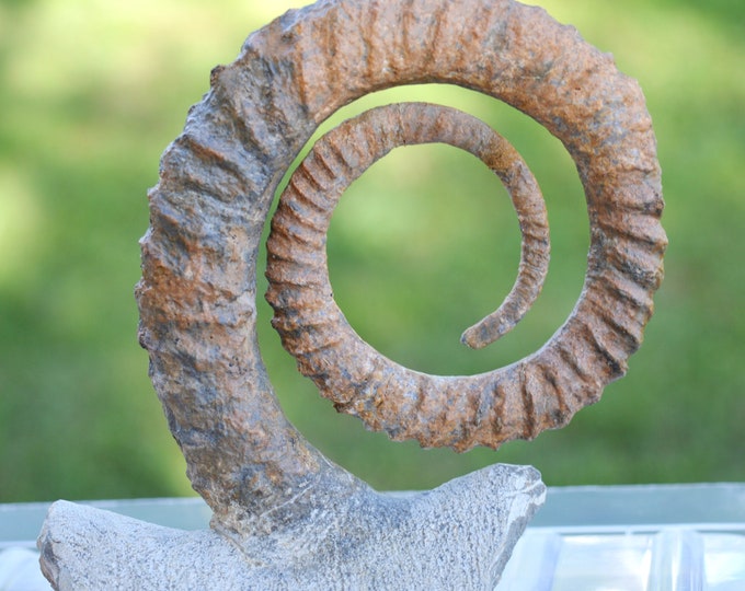 Ammonite Anetoceras sp. - Devonian - 100 mm - Morocco