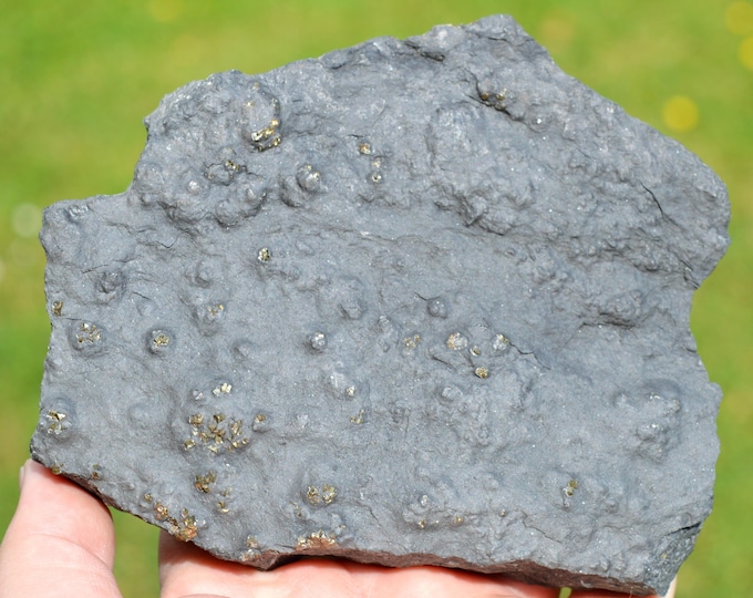 Pyrite & Schist 980 grams - Lompret quarry, Lompret, Chimay, Hainaut, Wallonia, Belgium
