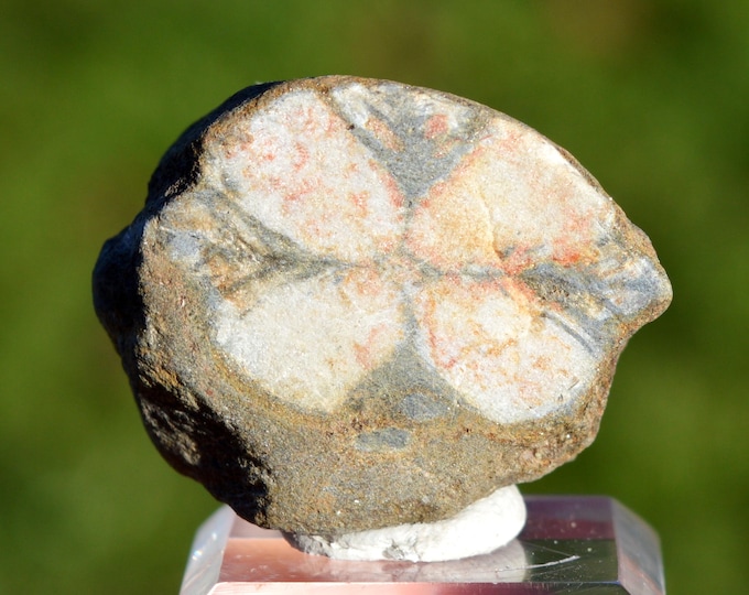 Andalusite var. Chiastolite 25 grams - Boal, Asturias, Spain