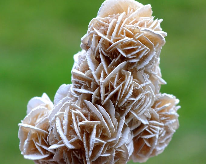 Gypsum var. Rose des sables 75 grams - Samalayuca Desert, Ahumada Municipality, Chihuahua, Mexico