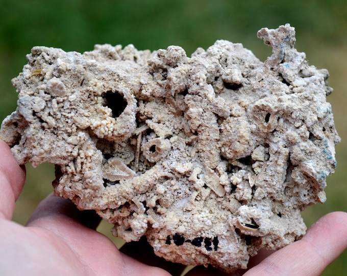 Fossil coral 560 grams - Szczawienko, Wałbrzych, Lower Silesian Voivodeship, Poland