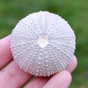 Riccio di mare - Paracentrotus lividus - Moderno - 54 mm - 41 grammi - Marocco