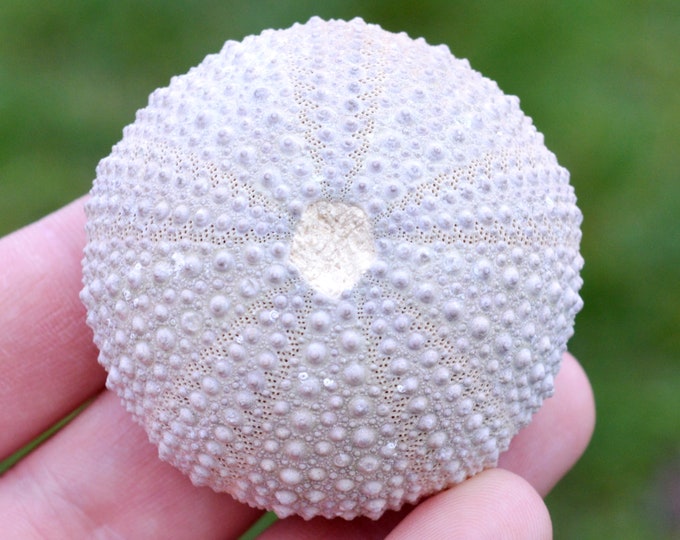 Sea urchin - Paracentrotus lividus - Modern - 54 mm - 41 grams - Morocco