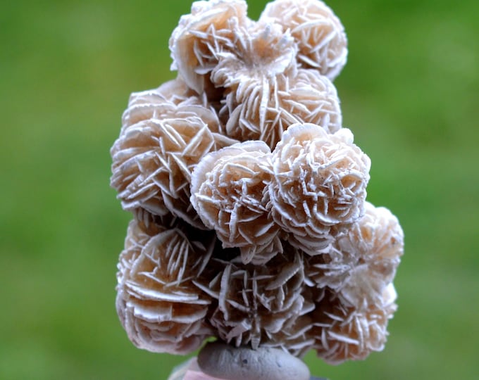 Gypsum var. Rose des sables 68 grams - Samalayuca Desert, Ahumada Municipality, Chihuahua, Mexico