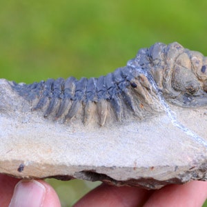 Trilobite - Crotalocephalina (Crotalocephalus) gibbus - Devoniano inferiore - Oufaten, vicino a Alnif, Marocco