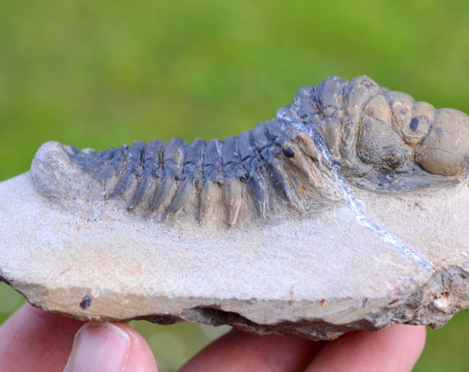 Trilobite - Crotalocephalina (Crotalocephalus) gibbus - Lower Devonian - Oufaten, near Alnif, Morocco