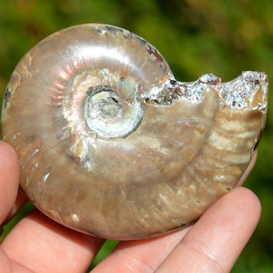 Peut inclure: Une ammonite fossilisée avec une coquille brune et irisée. L'ammonite est partiellement cassée, révélant les chambres internes.
