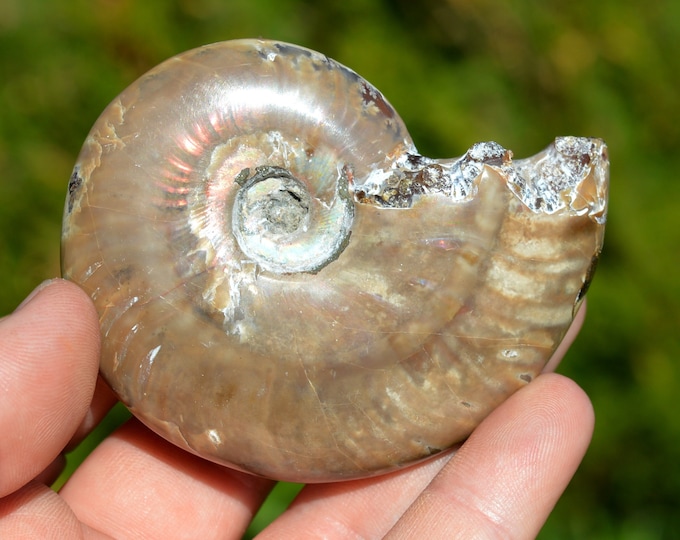 Aioloceras Besairie - Albien - 140 grams - Mahajanga, Madagascar