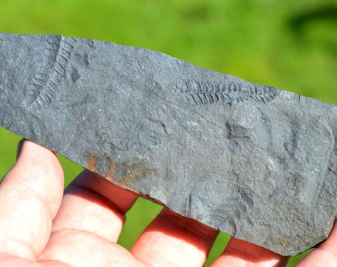 Fossil - Pecopteris Sp - Carboniferous, Stephanien - Allier, France