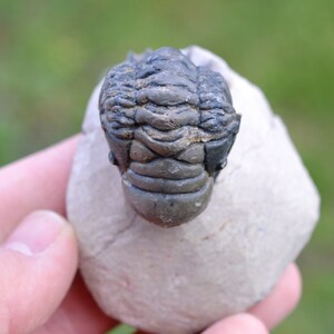 Trilobite - Crotalocephalina (Crotalocephalus) gibbus - Devoniano inferiore - Oufaten, vicino a Alnif, Marocco