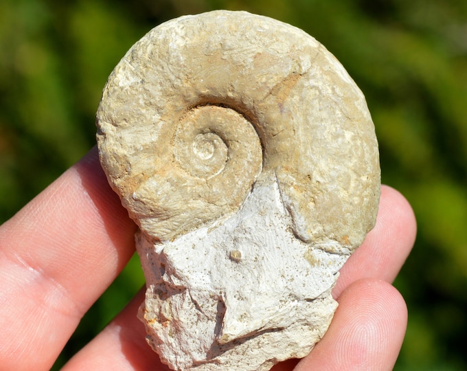 Euaspidoceras Clambus - Oxfordian - 94 grams - Craon, France