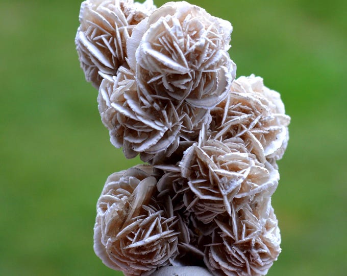 Gypsum var. Rose des sables 66 grams - Samalayuca Desert, Ahumada Municipality, Chihuahua, Mexico