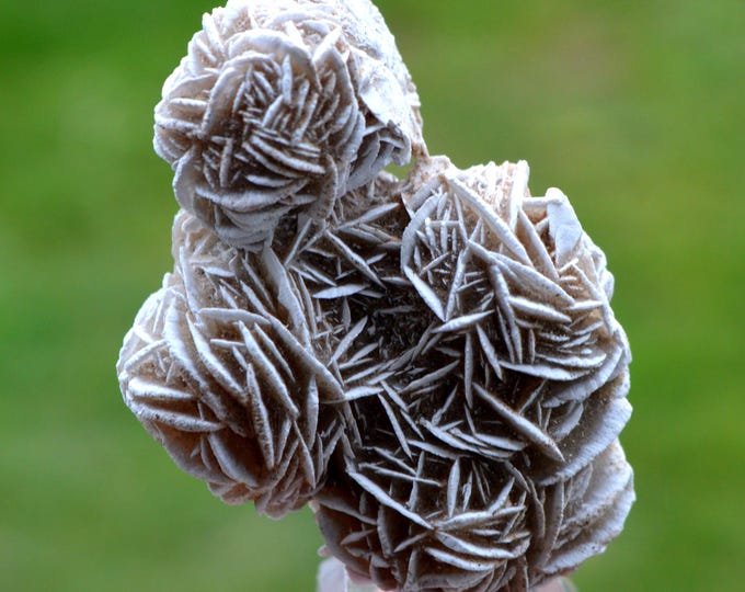Gypsum var. Rose des sables 102 grams - Samalayuca Desert, Ahumada Municipality, Chihuahua, Mexico