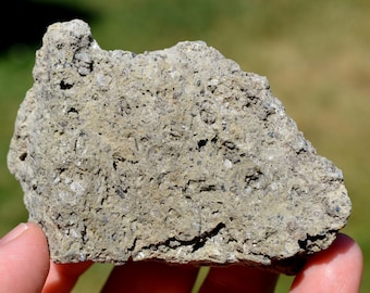 May include: A rough, irregularly shaped rock sample with a light gray and tan color. The rock has a porous texture with small holes and embedded particles, held in a hand against a blurred green background. The rock appears to be a geological specimen.