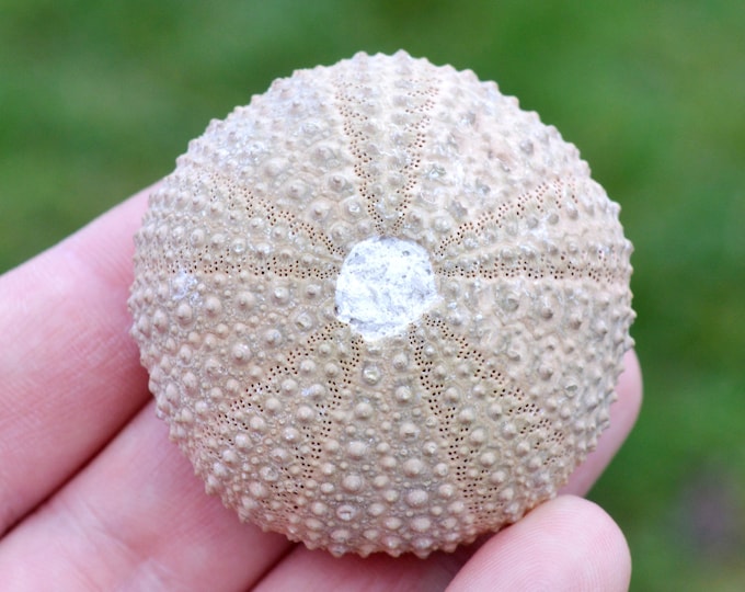 Sea urchin - Paracentrotus lividus - Modern - 50 mm - 39 grams - Morocco