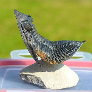 Trilobite - ODONTOCHILE (ZLICHOVASPIS) RUGOSA - Devoniano inferiore - 74 mm - Marocco