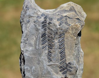 Fossil - Pecopteris Sp - Carboniferous, Stephanien - Lorraine coal basin, France