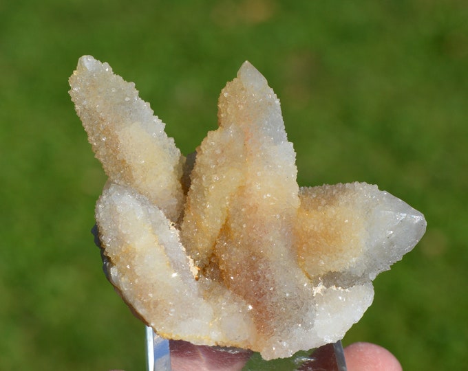 Cactus Amethyst 101 grams - Boekenhoutshoek area, Mkobola, Nkangala District, Mpumalanga, South Africa