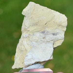 Puede incluir: Una muestra de roca de color claro con una superficie rugosa y texturizada. La roca tiene una apariencia en capas con diferentes tonos de beige y gris. La muestra se muestra sobre un fondo verde borroso, destacando su forma natural y sus características geológicas.