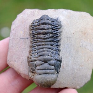 Trilobite - Crotalocephalina (Crotalocephalus) gibbus - Devoniano inferiore - Oufaten, vicino a Alnif, Marocco