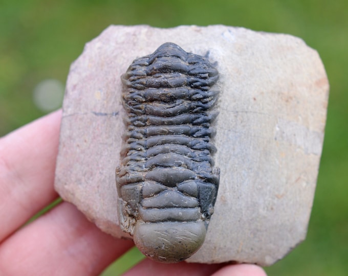 Trilobite - Crotalocephalina (Crotalocephalus) gibbus - Lower Devonian - Oufaten, near Alnif, Morocco