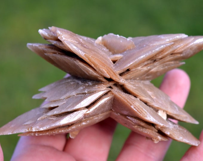 Gypsum var. Desert Rose 406 grams - Chott el Djerid, Tunisia