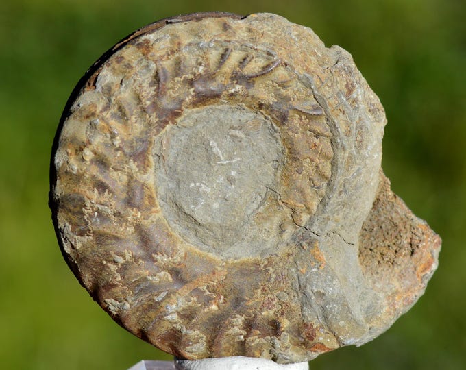 Fossil - Ammonite - 73 grams - France
