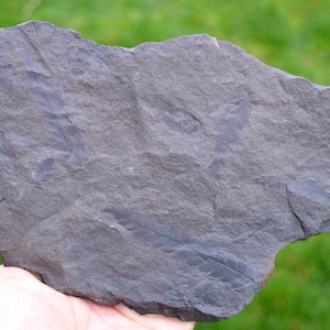 Fossil - Pecopteris Sp - Carboniferous, Stephanien - Lorraine coal basin, France