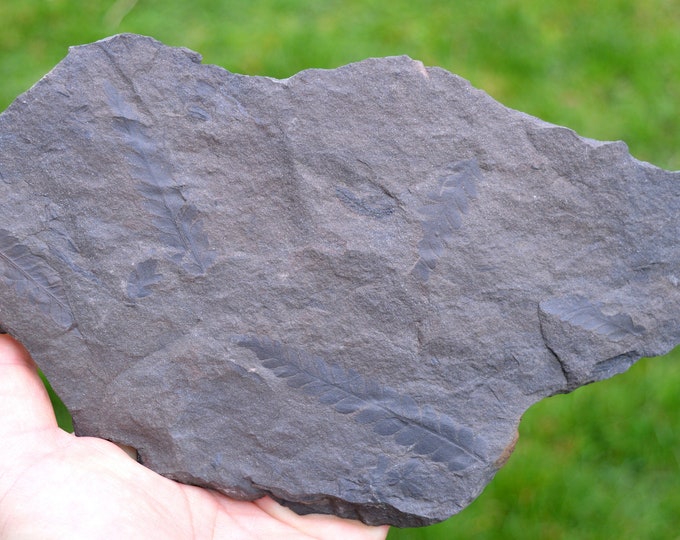 Fossil - Pecopteris Sp - Carboniferous, Stephanien - Lorraine coal basin, France