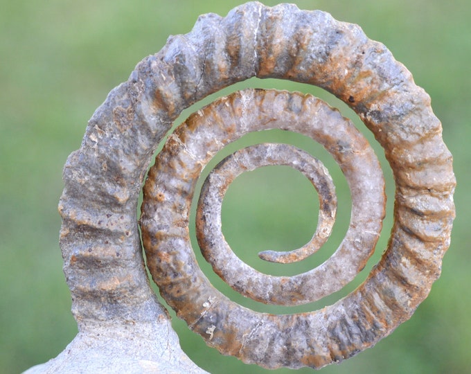 Ammonite Anetoceras sp. - Devonian - 75 mm - Morocco