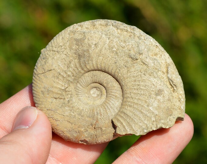 Subdiscosphinctes Kreutzi - Oxfordian - 71 grams - Cherves, France