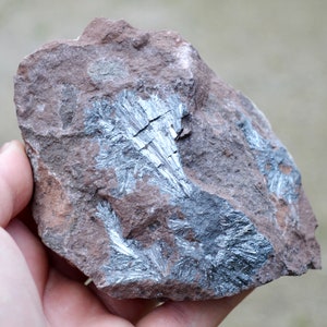 May include: A close-up of a rock with a silver-colored mineral deposit. The mineral has a feathery, crystalline structure.