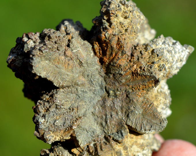 Marcasite 98 grams - Cap Blanc-Nez, Escalles, Calais, Pas-de-Calais, Hauts-de-France, France