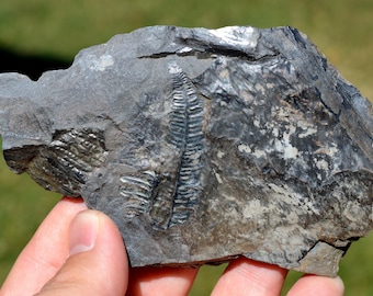 Fossil - Pecopteris Sp - Carboniferous, Stephanien - Lorraine coal basin, France