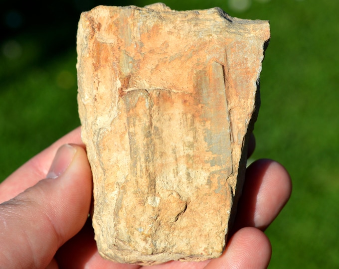 Fossil Wood & Sandstone 230 grams - Messarges, Allier, Auvergne-Rhône-Alpes, France