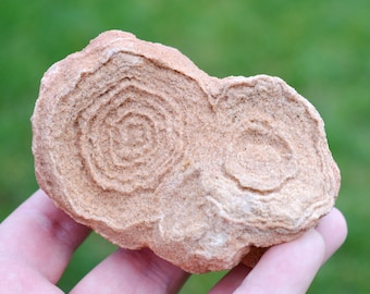 Fossil - Stromatolites - Neoarchean - 95 mm - Erfoud, Morocco