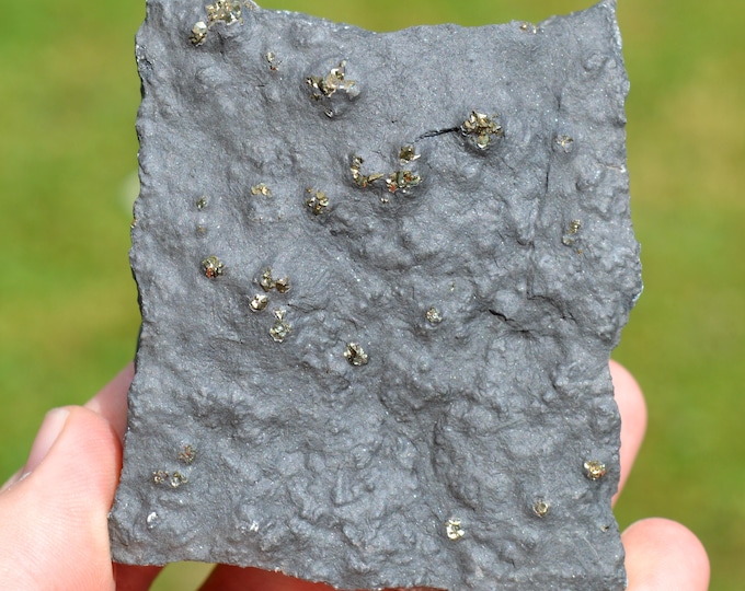 Pyrite & Schist 298 grams - Lompret quarry, Lompret, Chimay, Hainaut, Wallonia, Belgium