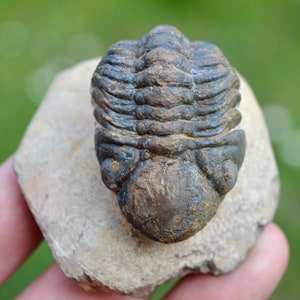 Trilobite - Reedops cephalotes hamlagdadianus - Devoniano, Eifeliano - Foum Zguid, vicino a Erfoud, Marocco